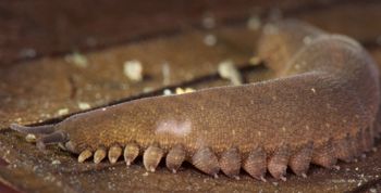 Media type: image; Invertebrate Zoology 131441